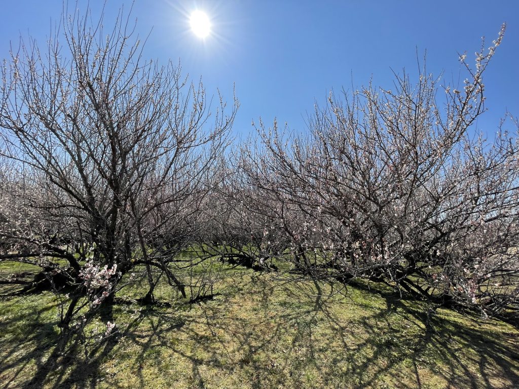 現在の画像: 座論梅